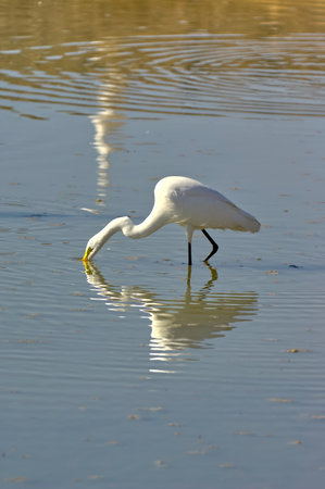 A Great White Egret poking his beak into an Arizona pond looking for food.