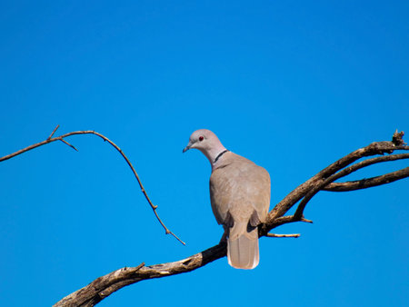 A Collared Dove native to Arizona looking back at me while perched on a tree branch.の写真素材