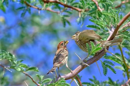 A juvenile House Finch begging for food from its parent.の写真素材