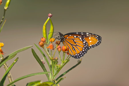 A Queen Butterfly native to Arizona feeding on some wildflowers at a botanical garden in Phoenix.