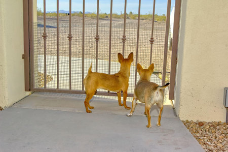 A male and female pair of Golden Chihuahuas looking curiously through the grid of a closed gate...