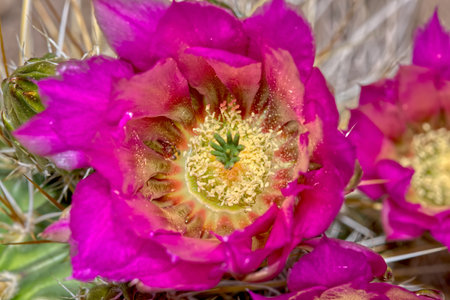 Flower of the Echinocereus Nicholii Cactus, also known as the Golden Hedgehog Cactus. This one is native to Arizona.の写真素材