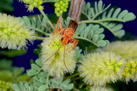 A giant red Spider Wasp native to Arizona feeding on Mesquite flowers. This wasp is in the same...