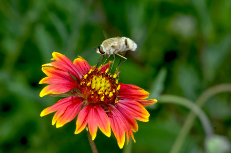 A furry Hover Fly native to Arizona feeding on a colorful wildflower called a Fire Wheel.