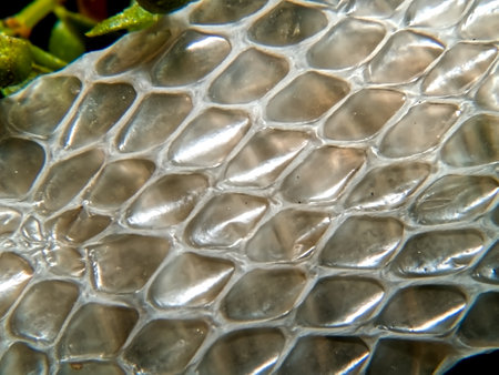 A macro photo of Snake skin that was shedded and discarded by a snake native to Arizona. The species of snake is unknown.の写真素材