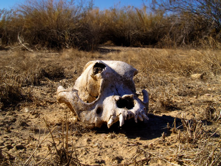 The decaying skull of a Javelina in the Arizona desert. Javelina are a species of wild pig.の写真素材