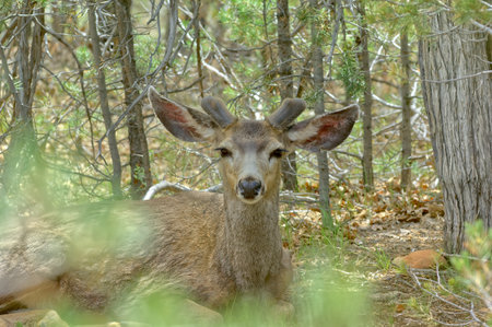 A Mule Deer Buck, native to the Kaibab Forest around the Grand Canyon of Arizona, watching me...