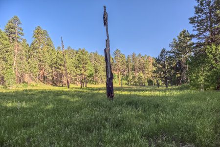 A burned tree in a grassy meadow in a valley near Clear Creek Canyon at Grand Canyon North Rim Arizona.の写真素材