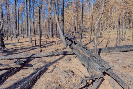 A devastated forest at Grand Canyon North Rim Arizona from the Wildfire of 2025.の写真素材