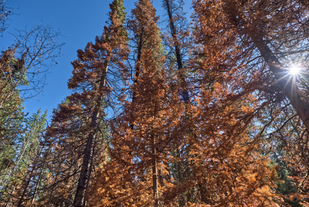 A devastated forest at Grand Canyon North Rim Arizona from the wildfire of 2025.の写真素材