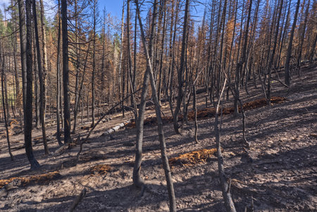 A devastated forest at Grand Canyon North Rim Arizona.の写真素材