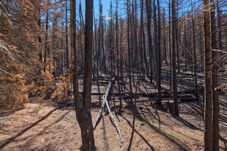 A devastated forest at Grand Canyon North Rim Arizona from the Dragon Bravo Wildfire of 2025.の写真素材