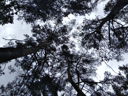 Pine forest. Looking up. Tree crowns against the background of the blue sky.