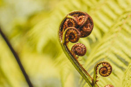 Fern's fronds roll up into little balls, unrolling fronds are called fiddleheads or croziers. This...