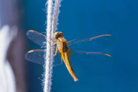 Golden Orange yellow Dragonfly, translucent almost transparent wings spread open, Lagos Portugalの写真素材