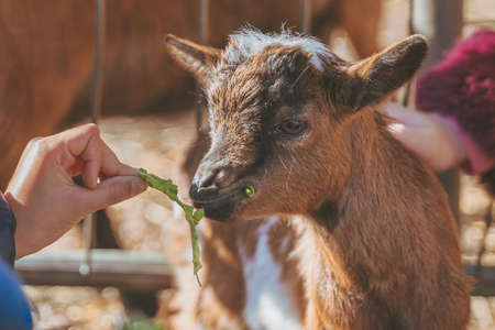 Small baby goat being fed by little kids by hand with fresh green leaves in the sun, Brown tiny baby domestic goat. Capra aegagrus hircusの写真素材