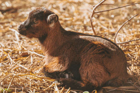 Small baby goats sleeping relaxing together warming up in the sun, Black, brown, and white tiny baby domestic goats. Capra aegagrus hircusの写真素材