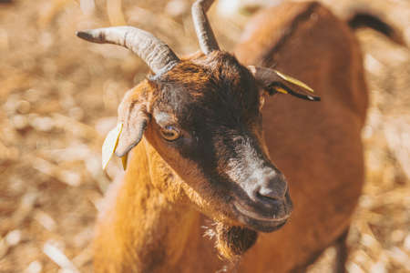 Small baby goats sleeping relaxing together warming up in the sun, Black, brown, and white tiny baby domestic goats. Capra aegagrus hircusの写真素材