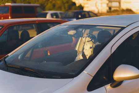 Surreal photo/situation of porcelain dog statue seated with the seat belt on inside an empty car....