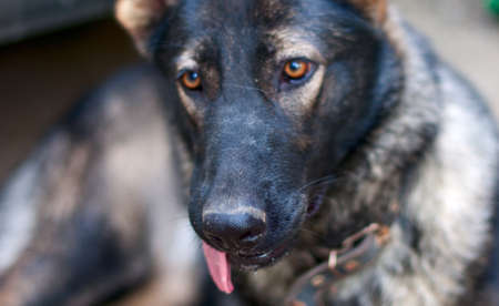 german shepherdの写真素材
