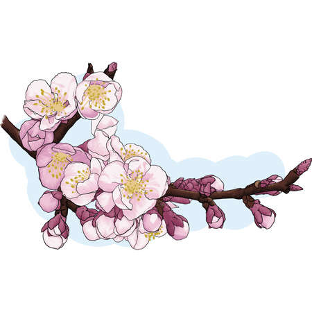 Ð¡herry blossomsのイラスト素材