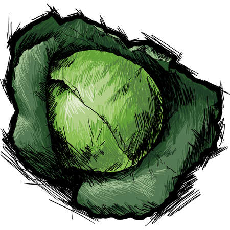  Head of green cabbageのイラスト素材
