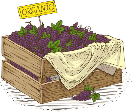 Wooden Box with Ripe Purple Grapes. Isolated on a White Backgroundのイラスト素材
