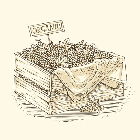 Engraving Wooden Box with Ripe Purple Grapes. Isolated on a Beige Backgroundのイラスト素材