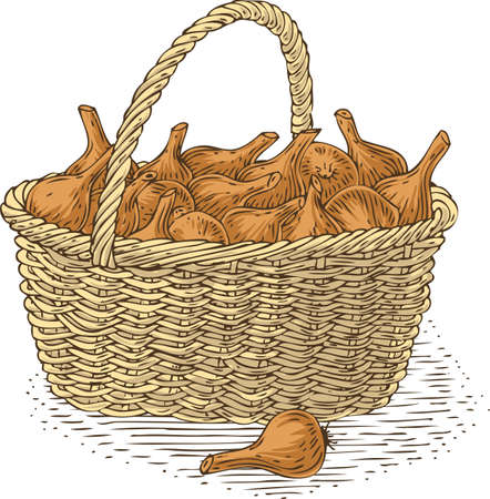 Wicker Basket with Bulb Onion. Isolated on a White Backgroundのイラスト素材