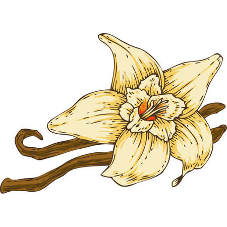 Vanilla Flower with Two Sticksのイラスト素材