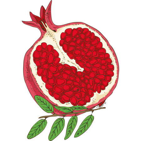 Ripe Red Pomegranateのイラスト素材