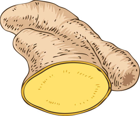 Fresh Ginger Rootのイラスト素材