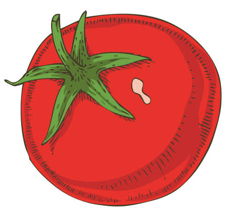 Red Ripe Tomatoのイラスト素材