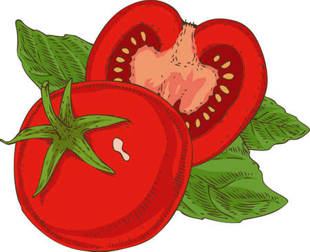Red Ripe Tomato and Green Basilのイラスト素材