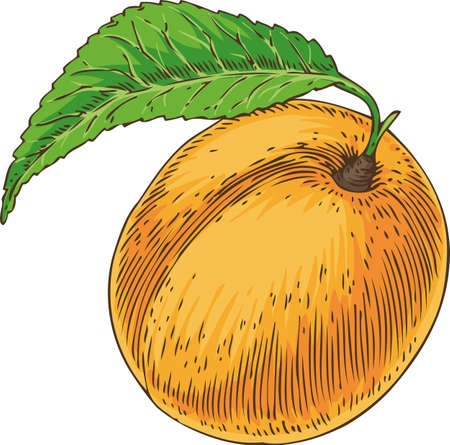 Ripe apricot with green leaf.のイラスト素材