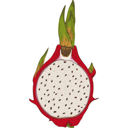 Dragon Fruit or Pitaya in Cross Section with Seeds Isolated on a White Backgroundのイラスト素材