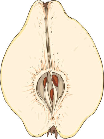 Ripe Quince in Cross Sectionのイラスト素材