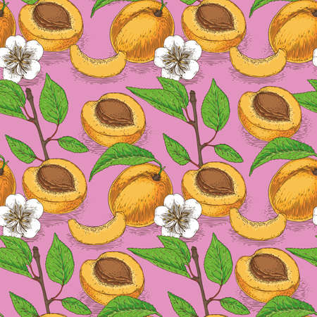 Seamless Pattern with Ripe Apricotのイラスト素材