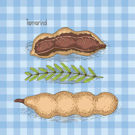 Card with Ripe Tamarind in Cross Section and Whole with Green Branch on a Blue Backgroundのイラスト素材