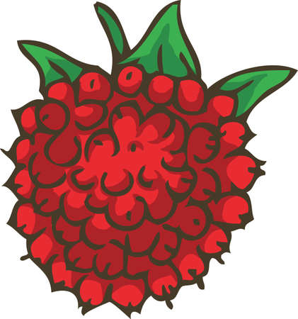 Ripe Red Raspberryのイラスト素材