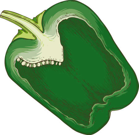 Green Bell Pepper in Cross Section Isolated on a Whiteのイラスト素材