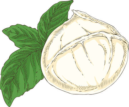 Buffalo Mozzarella and Green Basil Isolated on a White. Hand Drawn Illustrationのイラスト素材