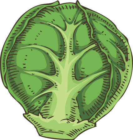 Fresh Whole Brussels Sproutのイラスト素材