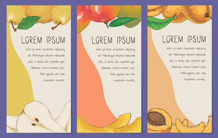 Fruit Cards or Banners Template Collection on a Violet Background. Pear, Mango, Apricotのイラスト素材