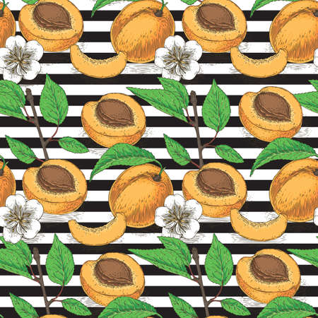 Seamless Vector Pattern with Ripe Apricot Whole and Cross Section on a Striped Black and White Backgroundのイラスト素材