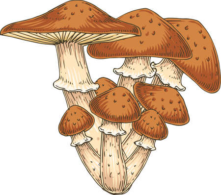Honey Fungus. Armillaria mellea. Honey Agaric. Edible Mushroom. Hand drawn Illustration. Isolated Objectのイラスト素材