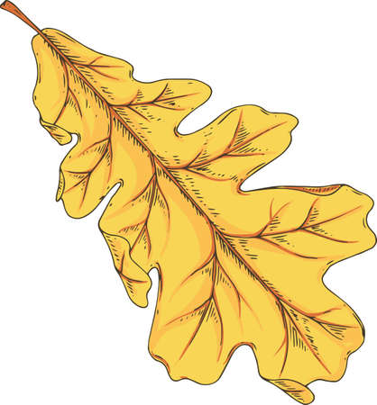 Yellow Oak Leaf. Vector Illustration Isolated on Whiteのイラスト素材