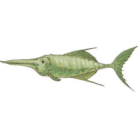 Big Exotic Fishのイラスト素材