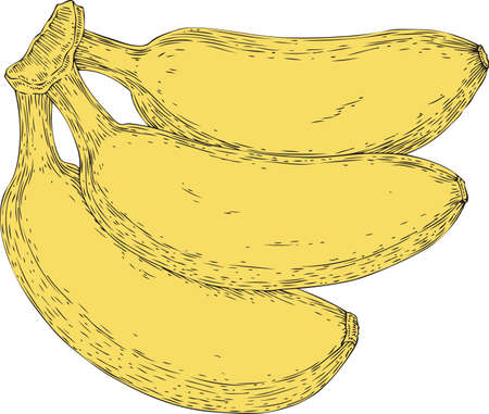 Three Ripe Yellow Bananasのイラスト素材