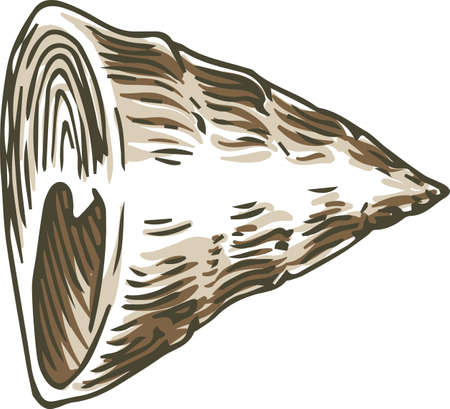 Conus Shell